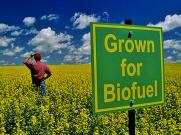 Biofeul Lebih Berbahaya dari Bensin Biasa?